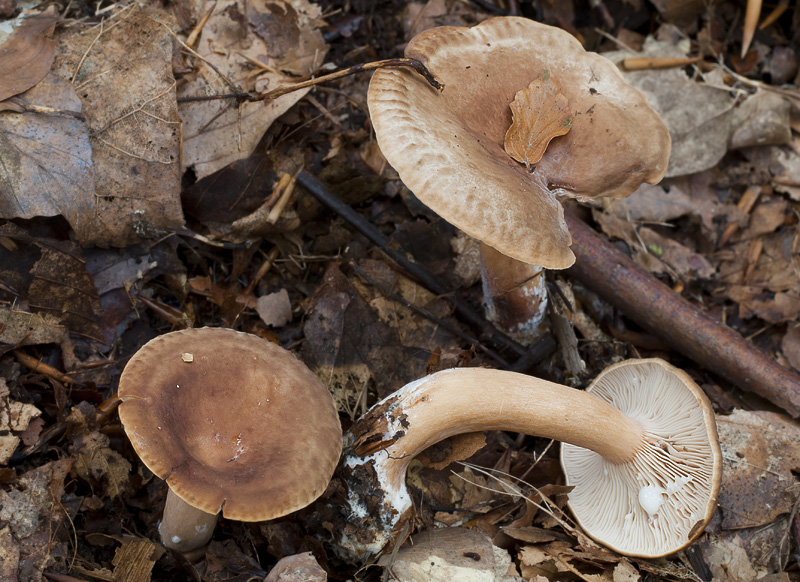 Lactarius subdulcis